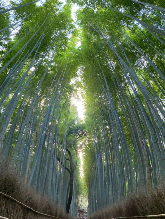 Half day Tour to Arashiyama and forest 🌳🇯🇵