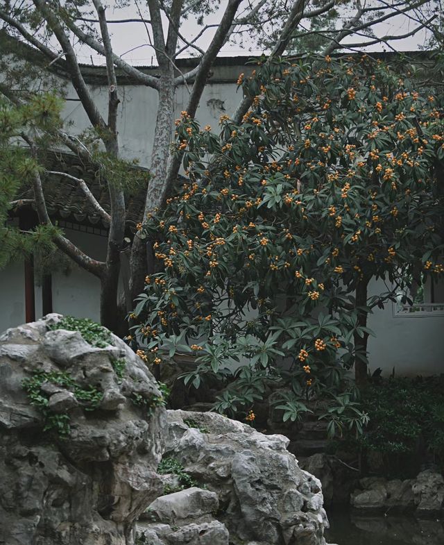 南京|一樹枇杷一樹金，江南真在詩畫裡