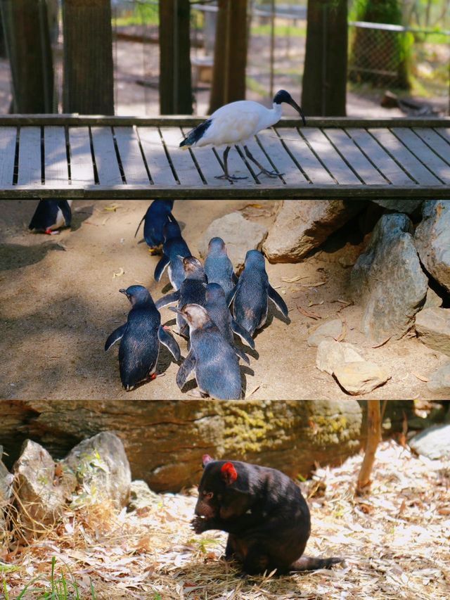 南澳大利亞旅遊｜和可愛的野生動物們say hi