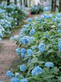 花開無盡夏分享無錫6個繡球花拍攝地！