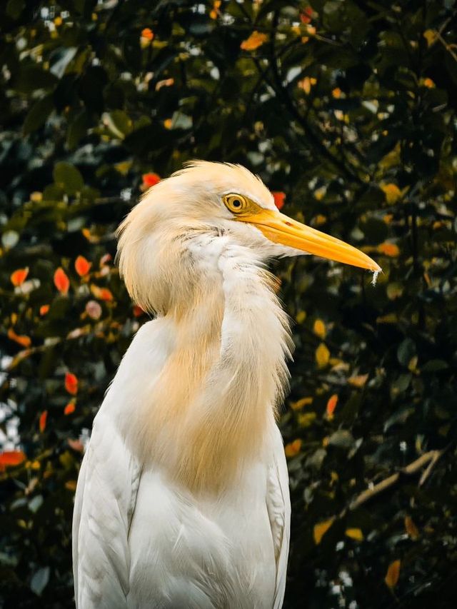 🌴🐦 Kuala Lumpur's Feathered Friends: A Day at KL Bird Park 🕊️🌳
