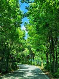 大口國家森林公園奇遇記