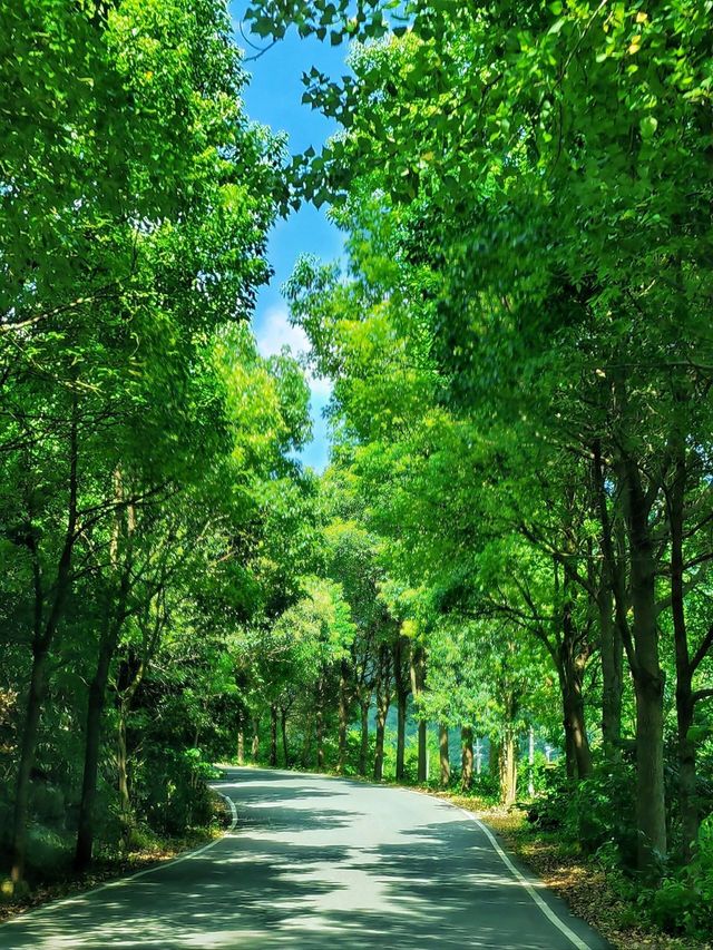 大口國家森林公園奇遇記