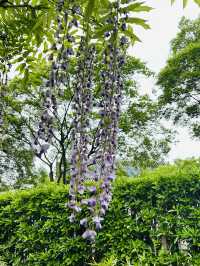上海嘉定賞花好去處推薦，紫藤園