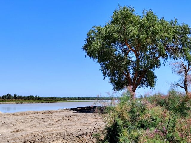 自駕139胡楊公路，深度感受南疆秘境