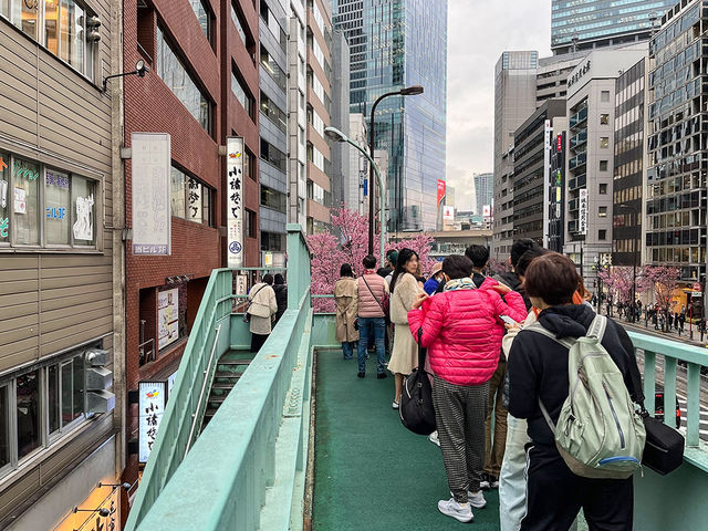 東京景點｜澀谷明治通櫻花盛放