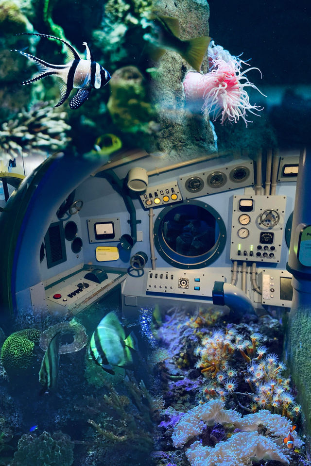 芝加哥·謝德水族館｜親子科普海洋動物絕佳地。