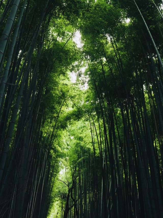 《臥虎藏龍》取景地：嵯峨野竹林的神秘魅力。