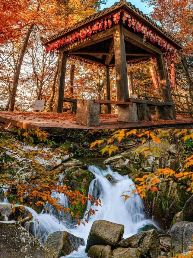 不愧是《國家地理》推薦光霧山秋景封神了。