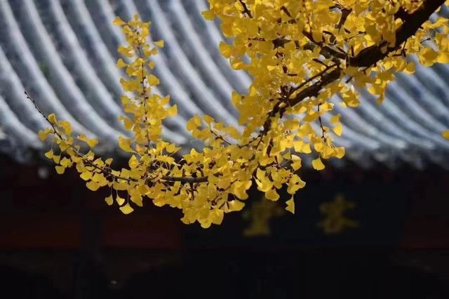 踏秋聚會｜一家超適合團建聚會的中式庭院。