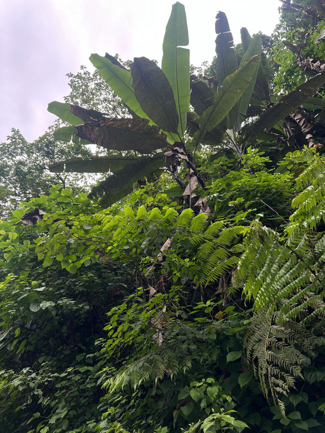 西藏墨脱｜震撼景觀直擊心靈。