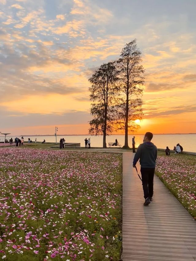 上海自駕1小時小眾旅遊地|定山湖大花海。