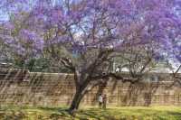 Sydney's Jacaranda Season is Here!