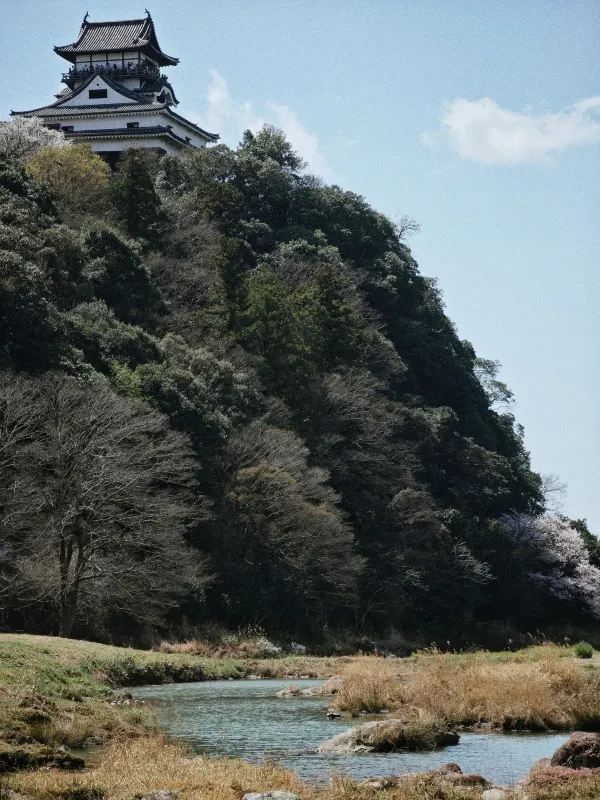 Visit Inuyama Castle during Cherry Blossom Season