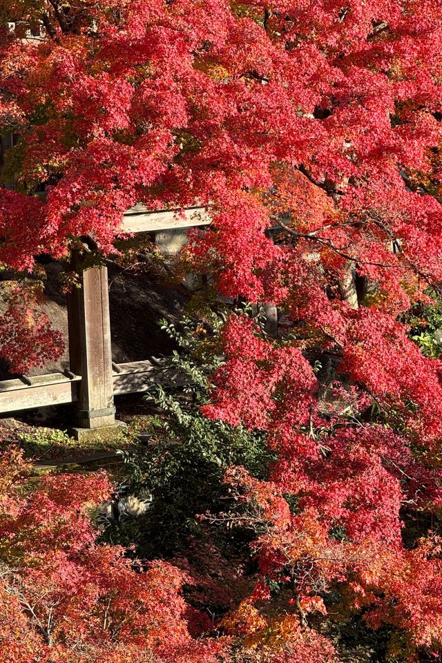 京都｜清水寺紅葉瀑布 風光無限