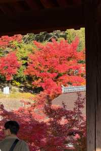 京都｜清水寺紅葉瀑布 風光無限