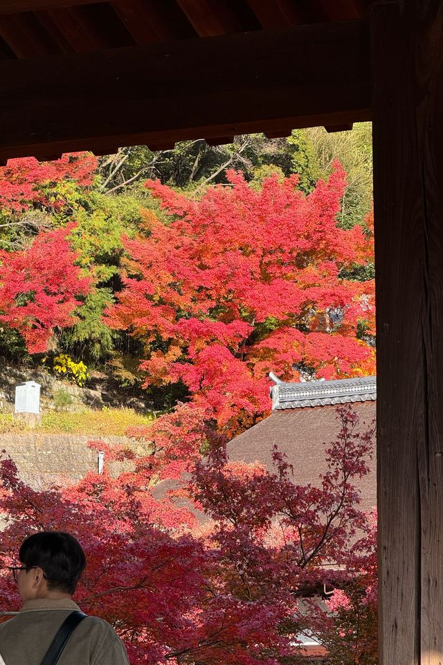 京都｜清水寺紅葉瀑布 風光無限