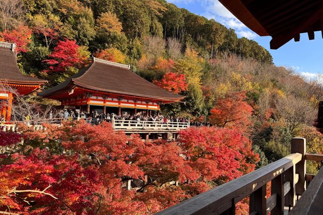 京都｜清水寺紅葉瀑布 風光無限
