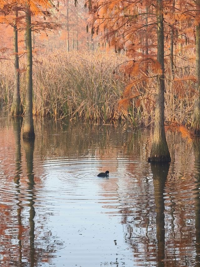 南京池杉湖濕地公園～最佳觀賞路線