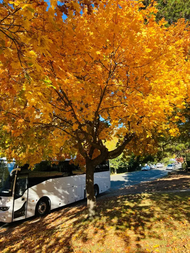 10-Day New Zealand Winter Tour