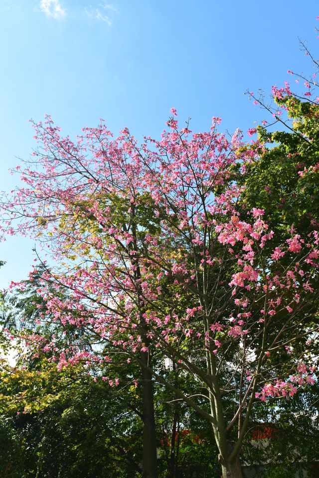 來雲南元謀，享受27℃的冬日暖陽