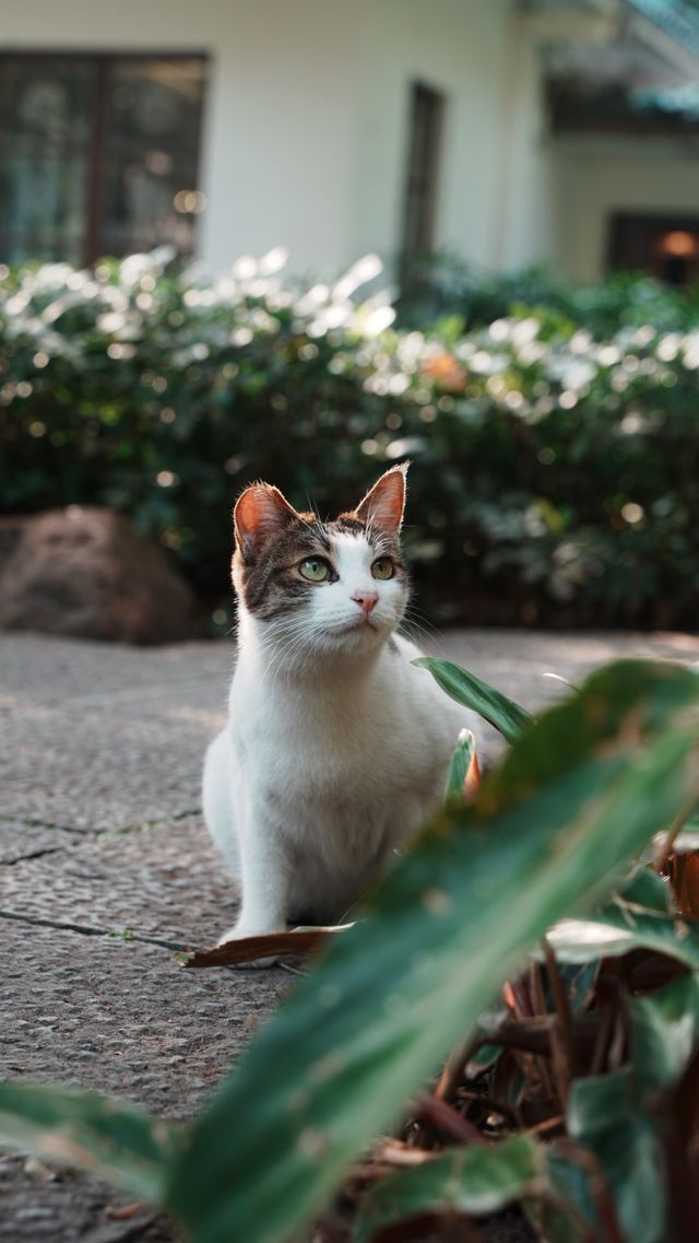 出發偶遇可愛萌物們｜蘭圃公園的貓貓展又來啦