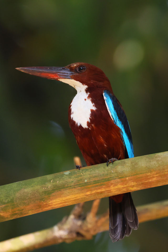 Common Animals in the Royal Botanical Gardens of Kandy