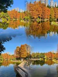 珠江公園 | 城市綠肺裏的夢幻之約