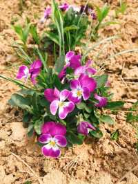 銅陵梧桐花谷｜山水秀麗，花開四季
