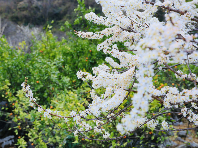 李花盛放--陽山水浪花谷