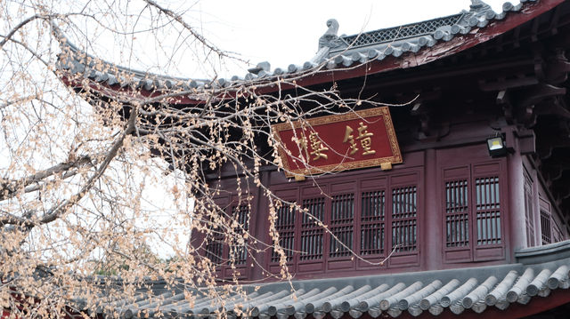 冬日暴擊！南京本地人私藏的雞鳴寺冷門玩法