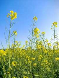 深圳賞花好去處！油菜花、月季花開得太好啦！