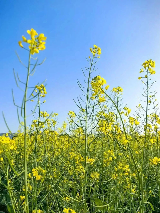 深圳賞花好去處！油菜花、月季花開得太好啦！