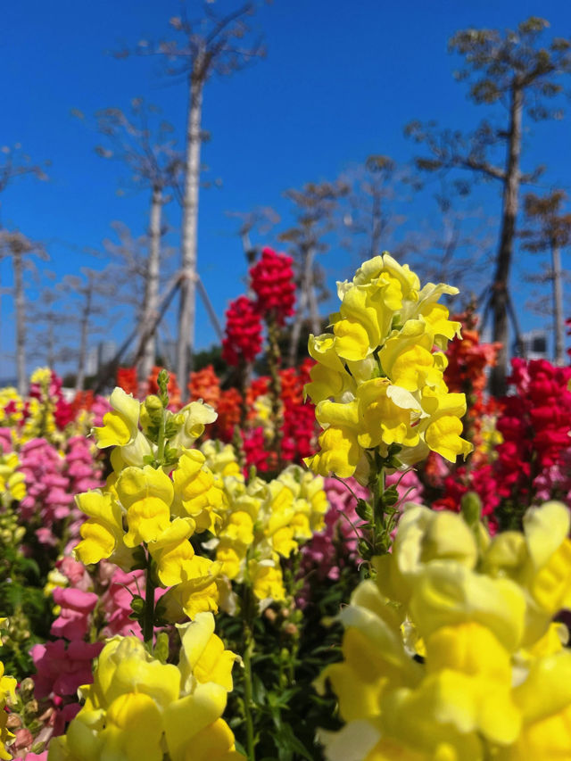 #珠海市花海長廊的絢麗風景