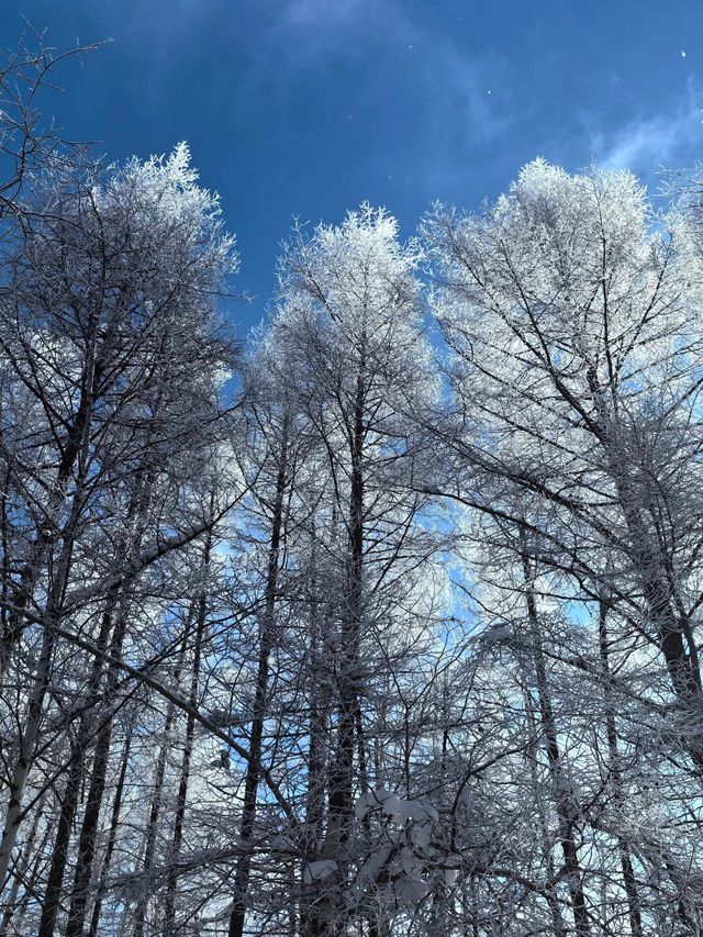 6日玩轉吉林長白山-雪鄉超全攻略速覽