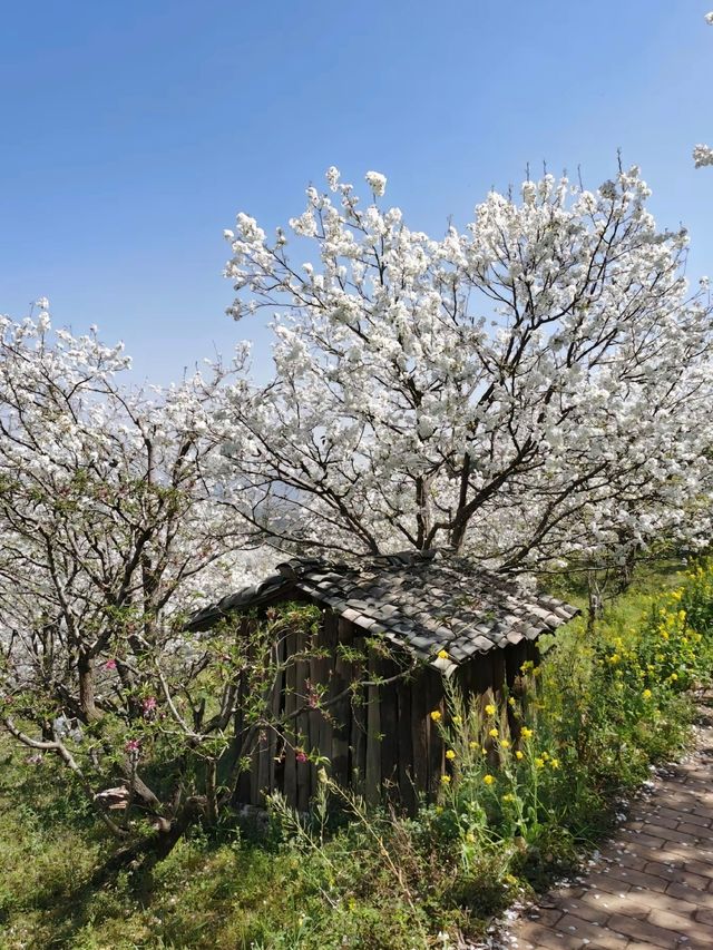 解鎖雲南限定美景，邂逅小眾花海