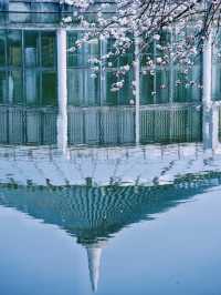 合肥的杏花要開在杏花公園，才算對味！