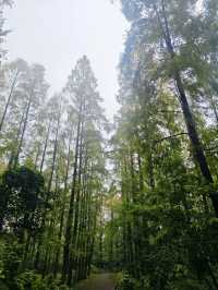 踏入這片綠色淨土，東平國家森林公園有多寶藏？