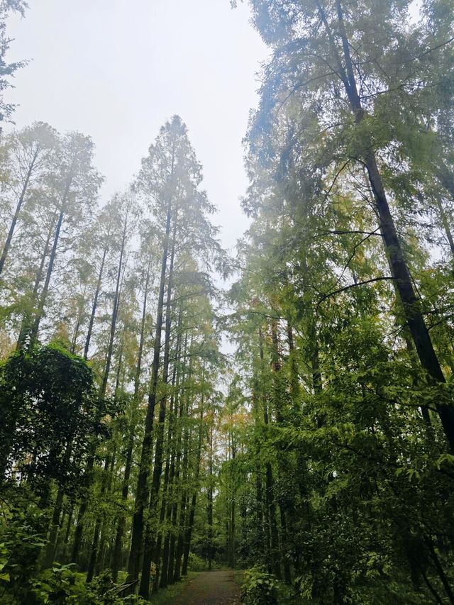 踏入這片綠色淨土，東平國家森林公園有多寶藏？