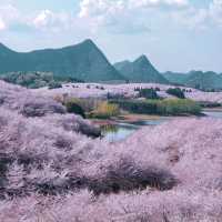 《國家地理》沒騙我！看到了國內最美櫻花🌸