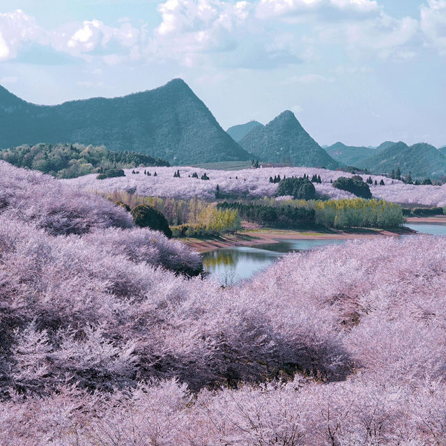 《國家地理》沒騙我！看到了國內最美櫻花🌸
