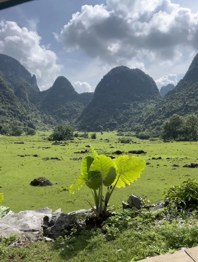 不用去阿勒泰了，已在廣西柳州找到平替了