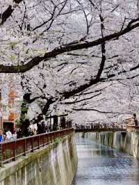目黑川的浪漫之旅：東京的水岸風情