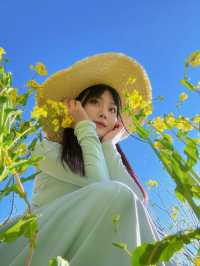 春日序曲油菜花開了
