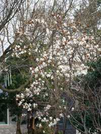 杭州青芝塢賞桃花啦！小眾好看哦～