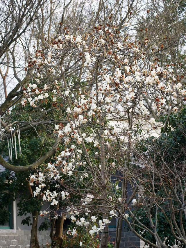 杭州青芝塢賞桃花啦！小眾好看哦～