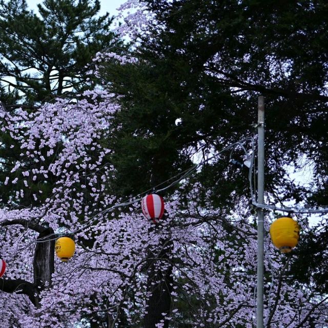 🌃仙台夜櫻，榴岡公園的浪漫時光