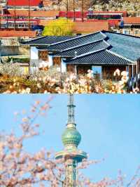 青島最全賞花攻略