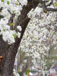 金川3.18實拍預測這裡即將成為春日旅行天花板