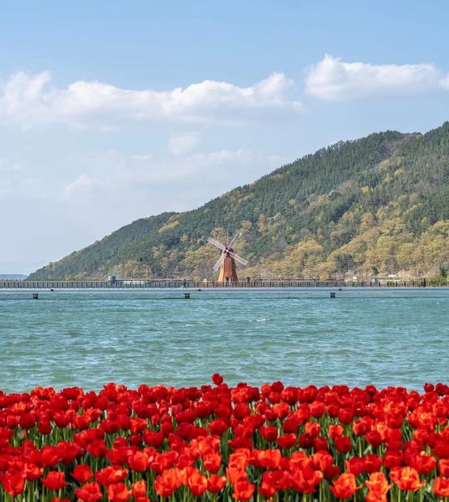 韓國賞鬱金香地圖，4月的浪漫非你莫屬